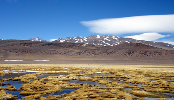 Protección de humedales en Atacama