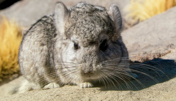 Consulta pública Chinchilla