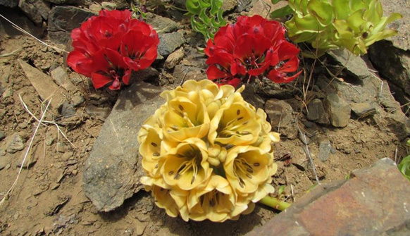 Consulta pública Garra de león