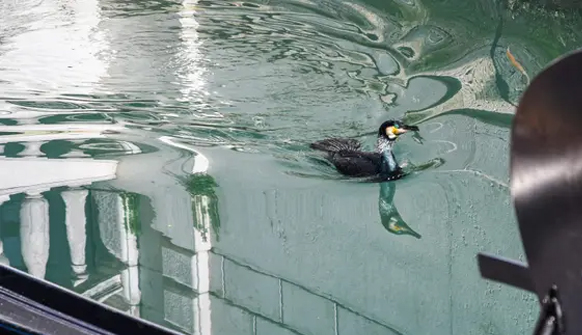 Coronavirus y ambiente4