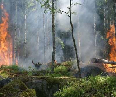Los incendios forestales una realidad preocupante