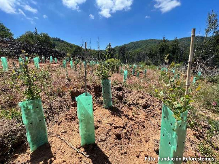 Reforestacion del Parque Nacional Nonguen 2