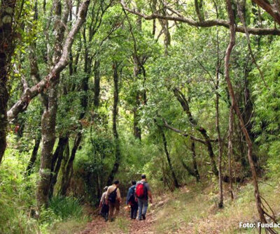 Reforestacion del Parque Nacional Nonguen