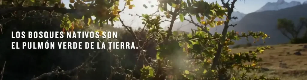 Compromiso con la flora y fauna chilenas