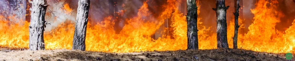 Los incendios forestales: una realidad preocupante 13 Los incendios forestales: una realidad preocupante