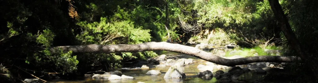 Reforestación del Parque Nacional Nonguén