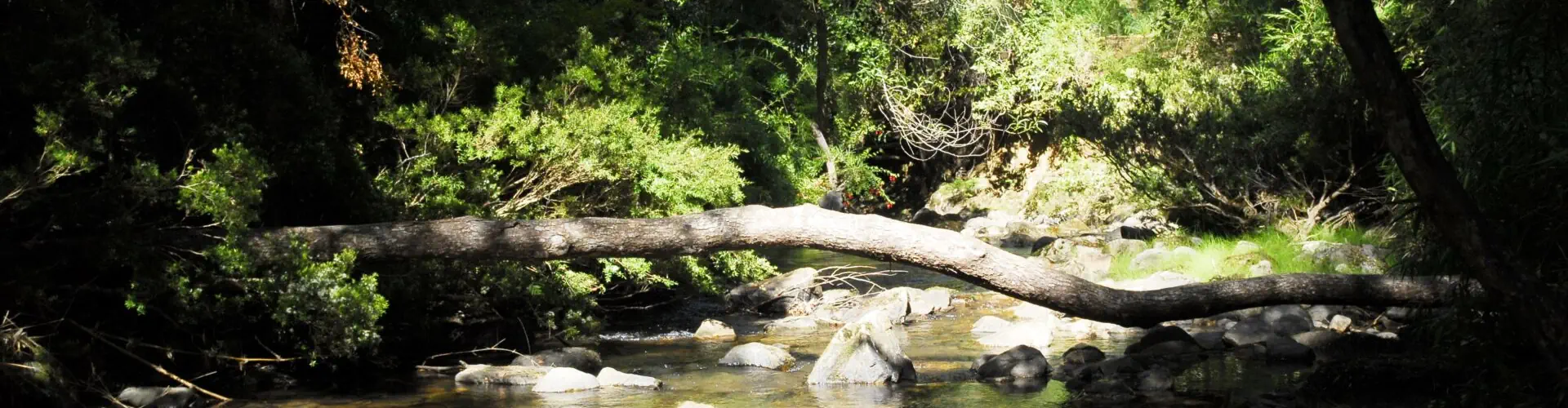 Reforestación del Parque Nacional Nonguén