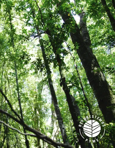 Reforestando el planeta rsa reforestemos