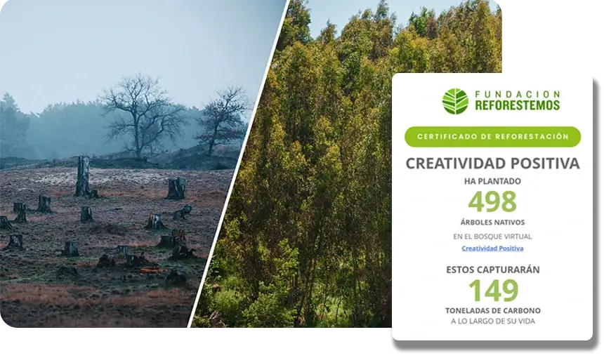 Reforestación de los bosques chilenos